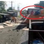 Kasus Bajing Loncat di Pelabuhan Belawan Kembali Terjadi, Sopir Desak Polisi Bertindak Tegas