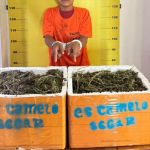 GIGIH! Tim Satres Narkoba Polres Labusel Kepung Pengedar, 13,7 Kg Ganja Gagal Beredar di Kota Pinang