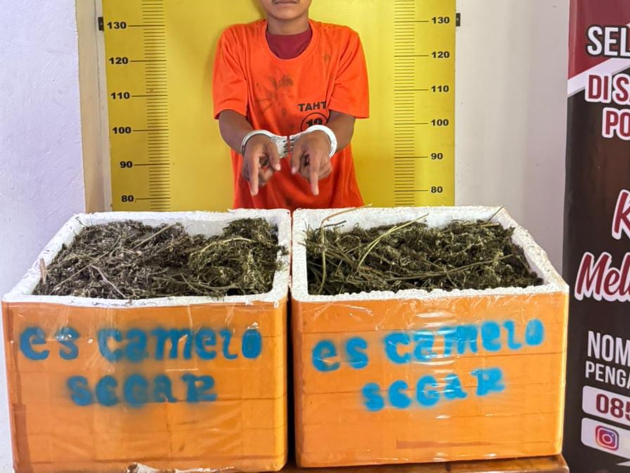 GIGIH! Tim Satres Narkoba Polres Labusel Kepung Pengedar, 13,7 Kg Ganja Gagal Beredar di Kota Pinang